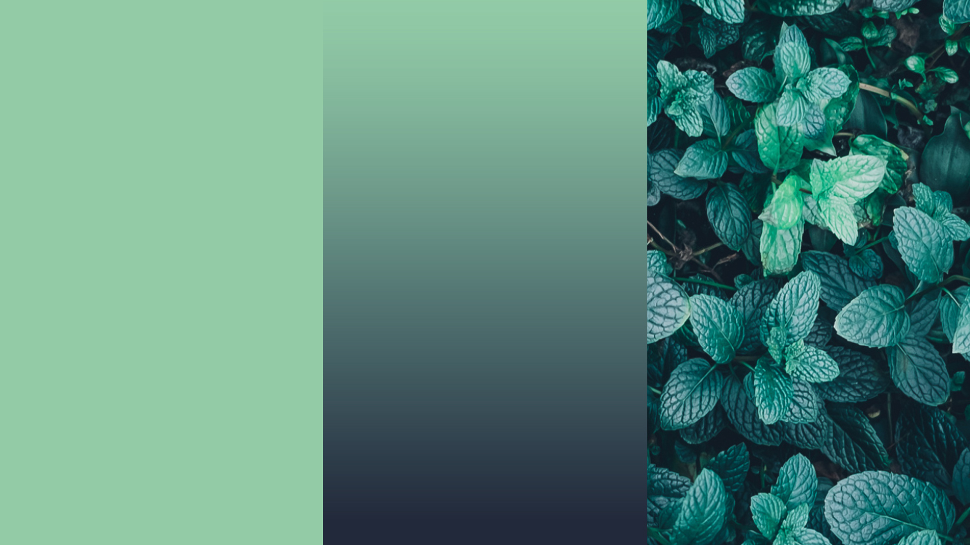 onak_color_menta